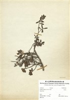藏品(水芫花)的圖片
